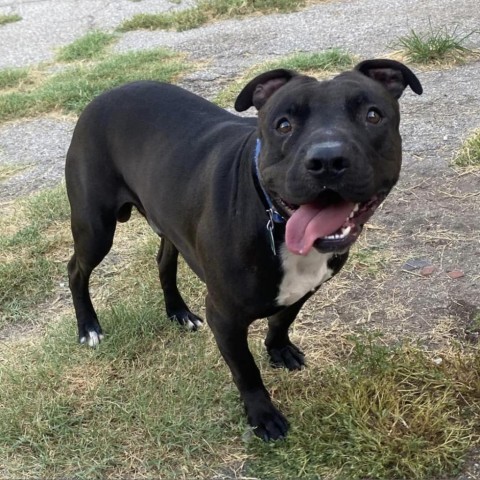 Garbanzo, an adoptable Pit Bull Terrier in Wichita, KS, 67278 | Photo Image 1