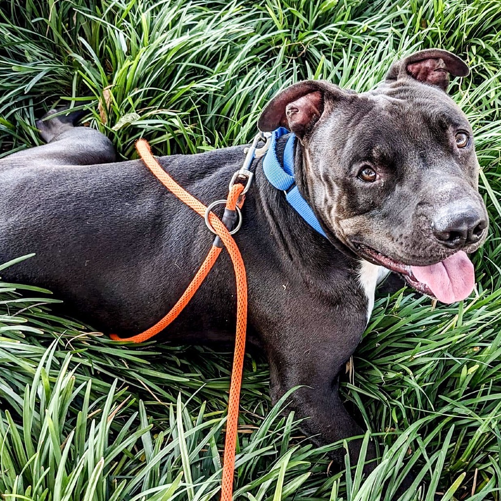 Garbanzo, an adoptable Pit Bull Terrier in Wichita, KS, 67278 | Photo Image 1