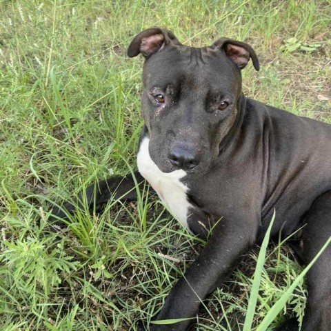 Garbanzo, an adoptable Pit Bull Terrier in Wichita, KS, 67278 | Photo Image 2