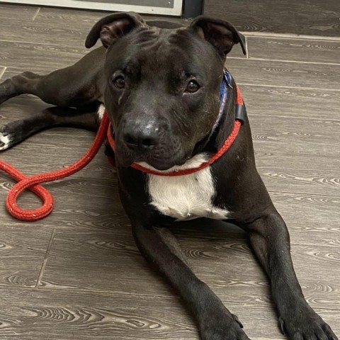 Garbanzo, an adoptable Pit Bull Terrier in Wichita, KS, 67278 | Photo Image 3