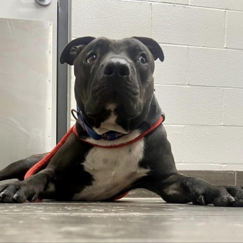 Garbanzo, an adoptable Pit Bull Terrier in Wichita, KS, 67278 | Photo Image 4