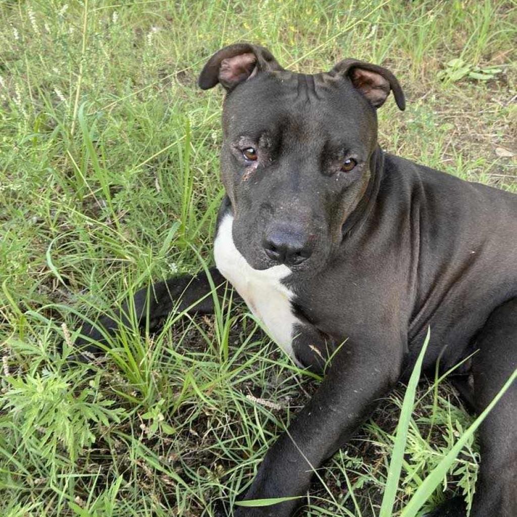 Garbanzo, an adoptable Pit Bull Terrier in Wichita, KS, 67278 | Photo Image 4
