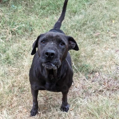 Ember, an adoptable Pit Bull Terrier in Wichita, KS, 67278 | Photo Image 1