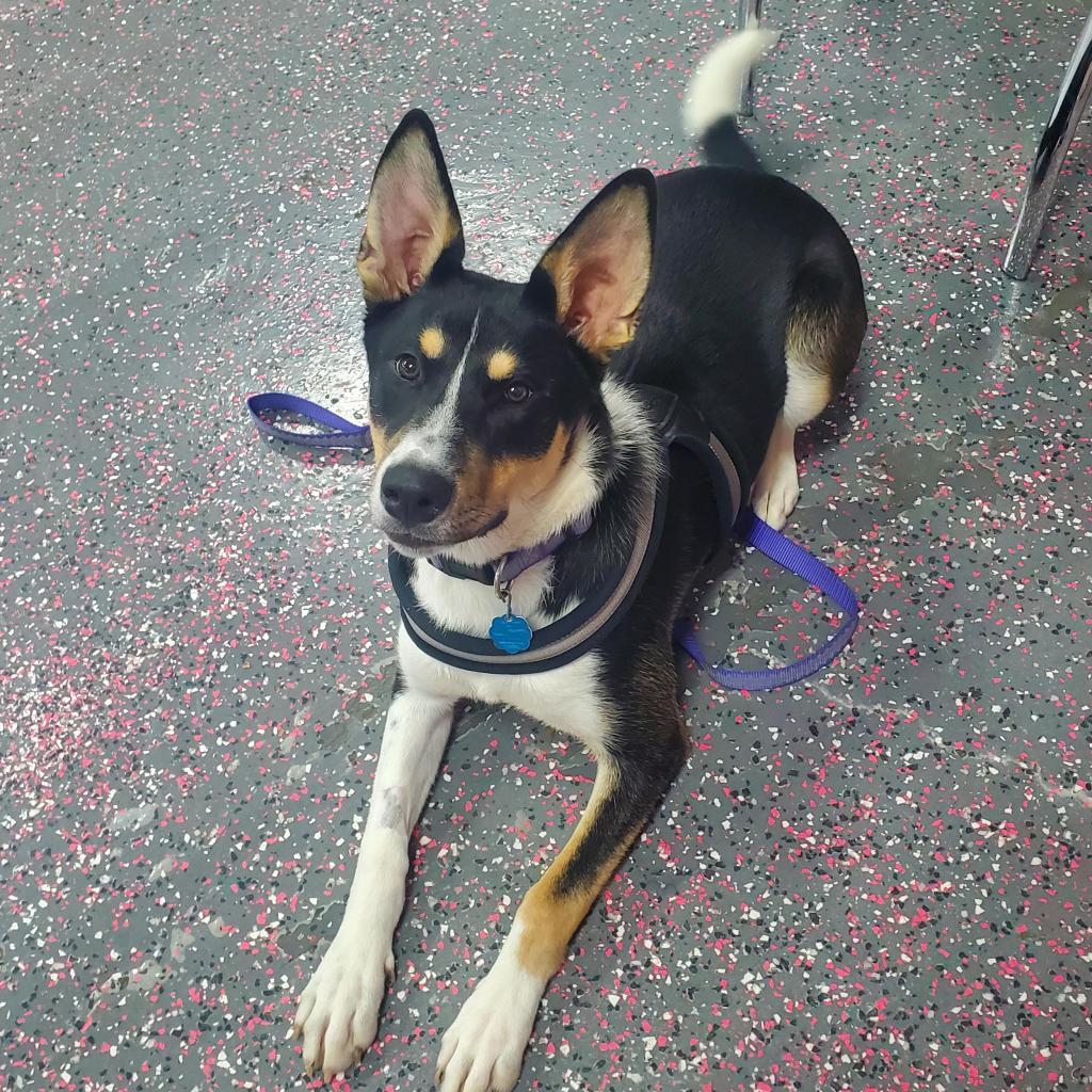 Cheyenne, an adoptable Mixed Breed in Wichita, KS, 67278 | Photo Image 1