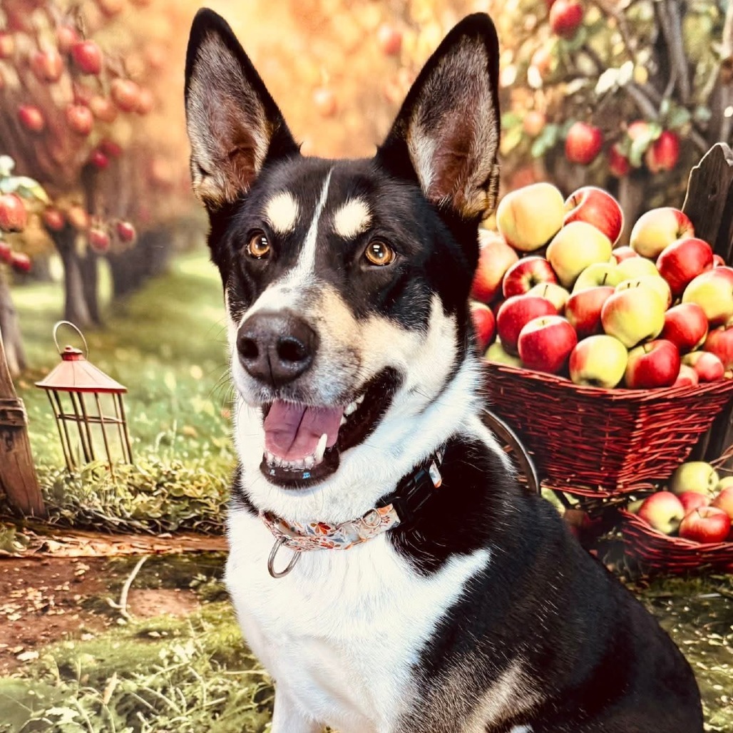 Cheyenne, an adoptable Mixed Breed in Wichita, KS, 67278 | Photo Image 1