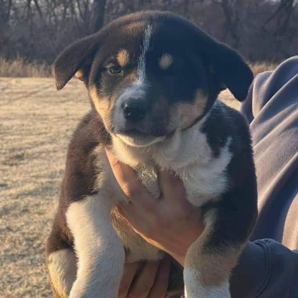 Cheyenne, an adoptable Mixed Breed in Wichita, KS, 67278 | Photo Image 3