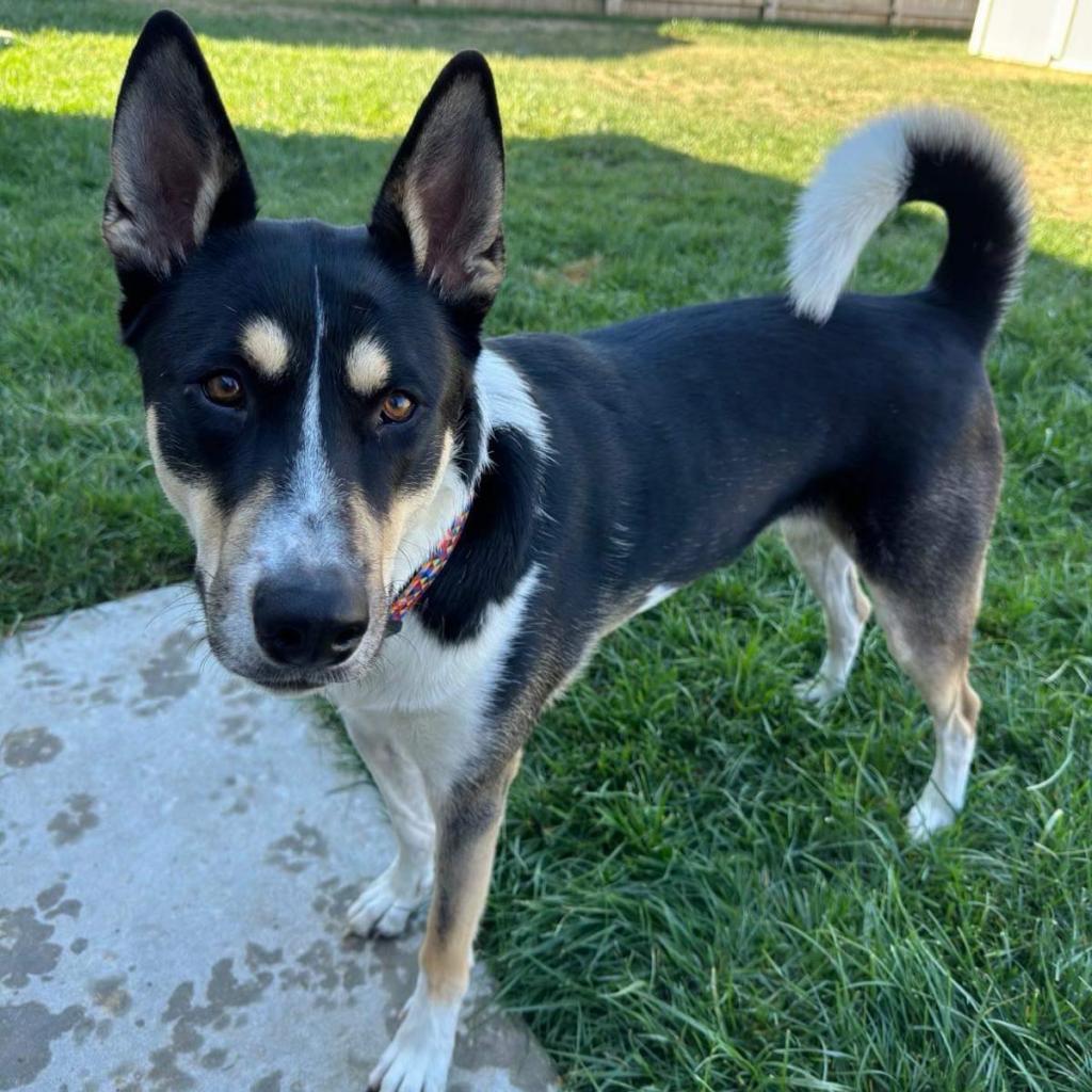 Cheyenne, an adoptable Mixed Breed in Wichita, KS, 67278 | Photo Image 3