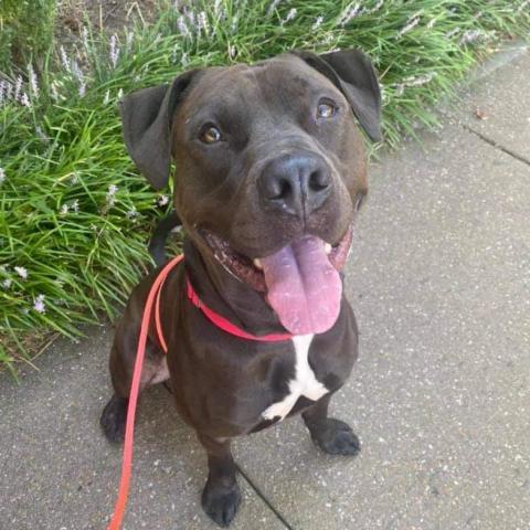 Thor, an adoptable Pit Bull Terrier in Wichita, KS, 67278 | Photo Image 1