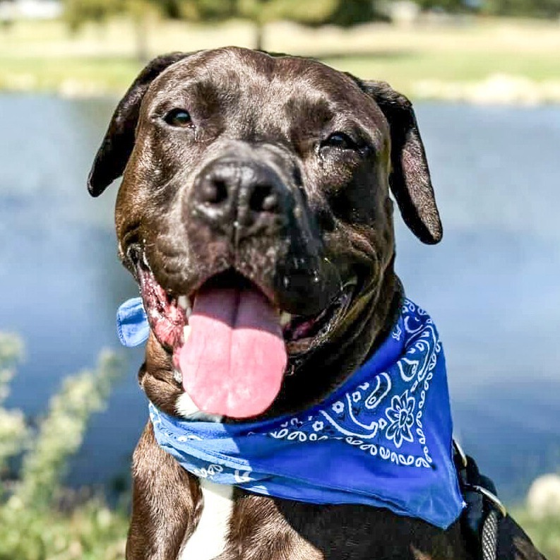 Thor, an adoptable Pit Bull Terrier in Wichita, KS, 67278 | Photo Image 1