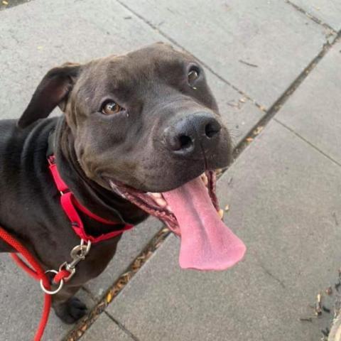 Thor, an adoptable Pit Bull Terrier in Wichita, KS, 67278 | Photo Image 2