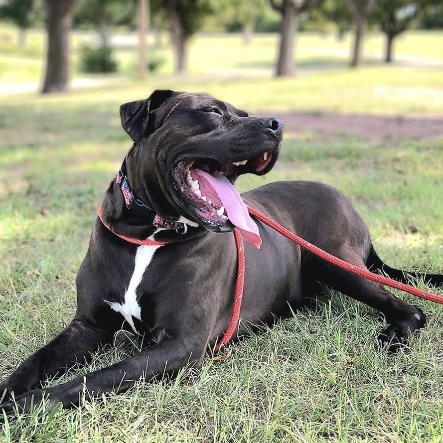 Thor, an adoptable Pit Bull Terrier in Wichita, KS, 67278 | Photo Image 4