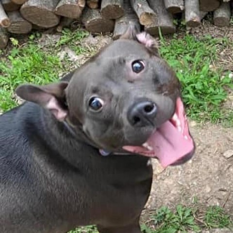 Corriander, an adoptable Pit Bull Terrier in Wichita, KS, 67278 | Photo Image 1