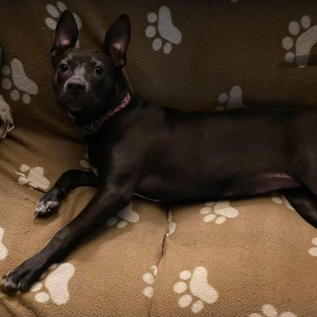 Corriander, an adoptable Pit Bull Terrier in Wichita, KS, 67278 | Photo Image 2