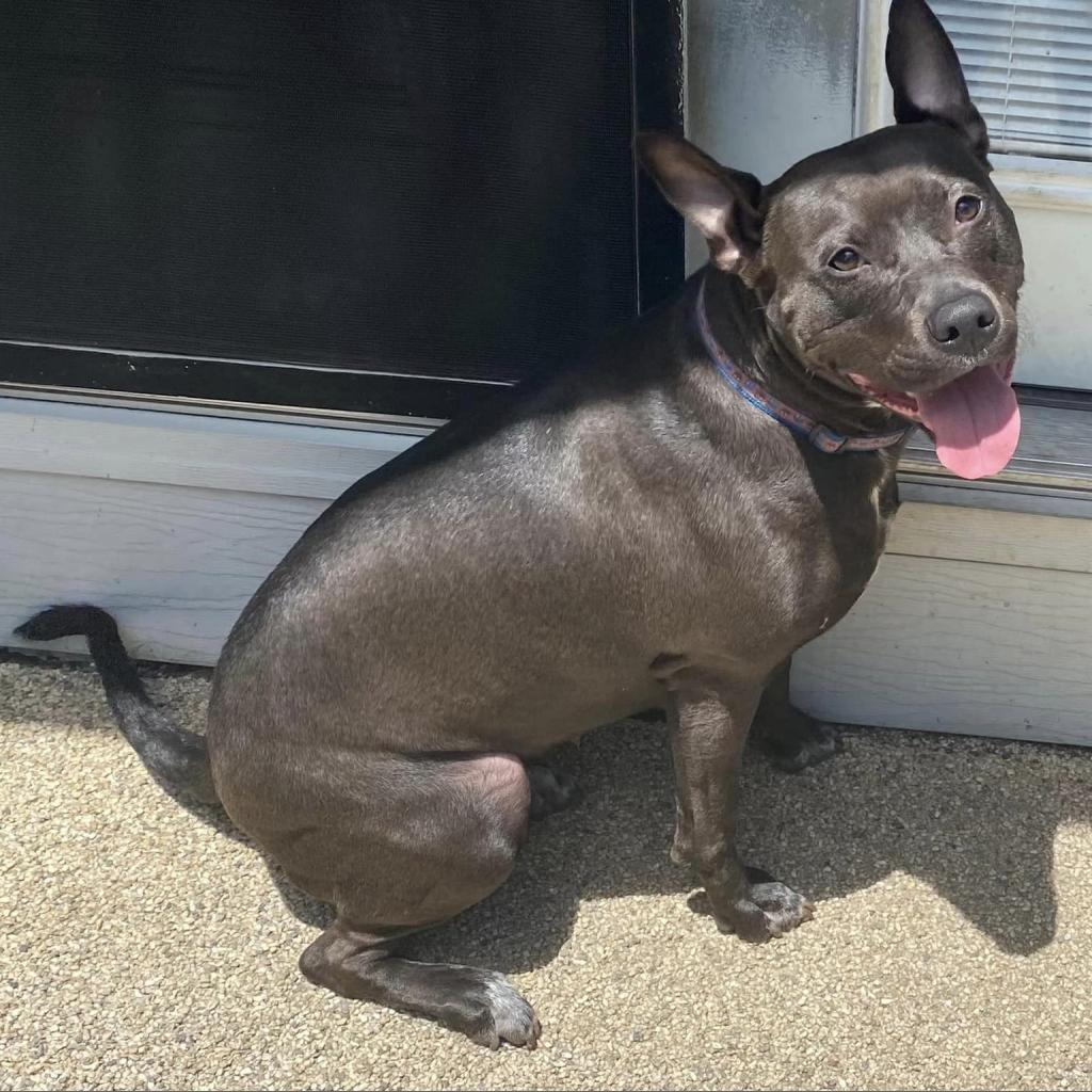 Corriander, an adoptable Pit Bull Terrier in Wichita, KS, 67278 | Photo Image 3