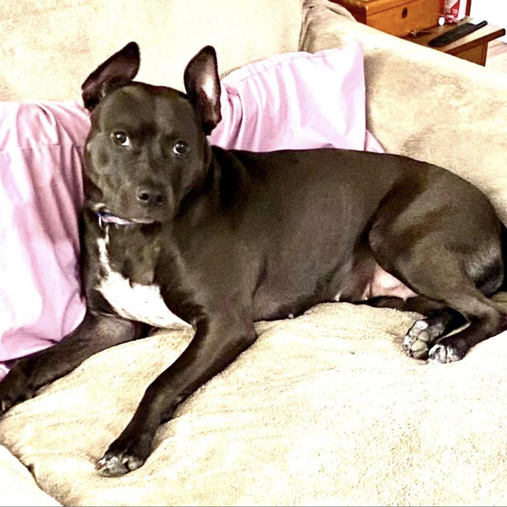 Corriander, an adoptable Pit Bull Terrier in Wichita, KS, 67278 | Photo Image 4