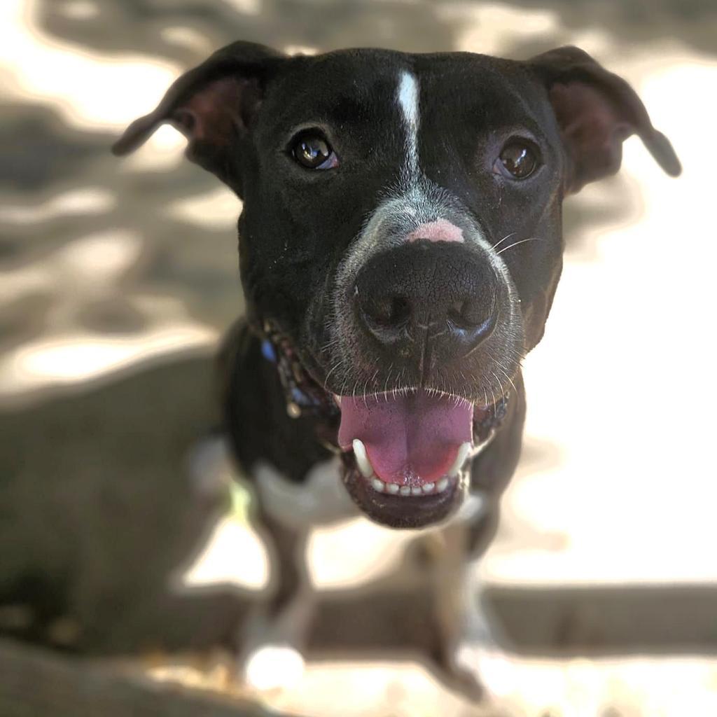 Geno, an adoptable Pit Bull Terrier in Wichita, KS, 67278 | Photo Image 1