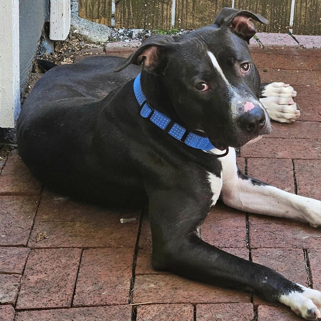 Geno, an adoptable Pit Bull Terrier in Wichita, KS, 67278 | Photo Image 2