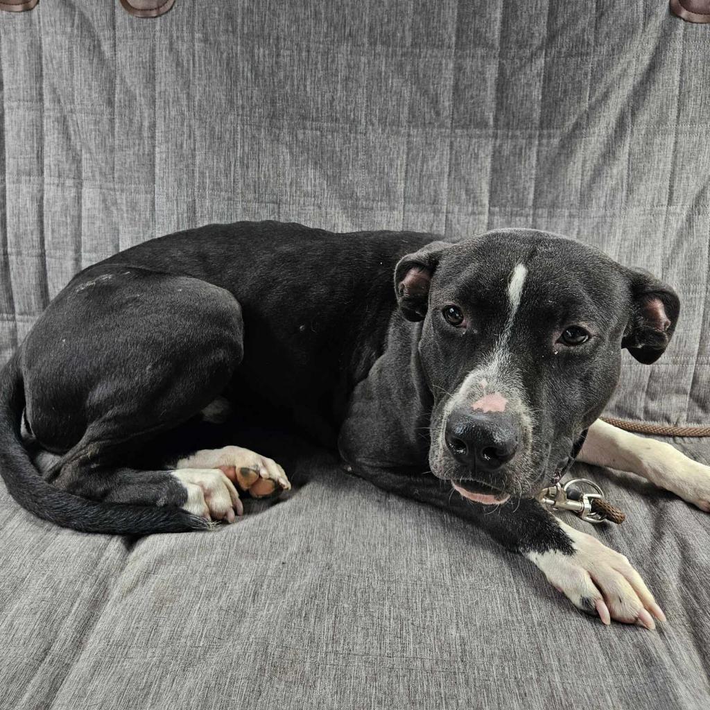 Geno, an adoptable Pit Bull Terrier in Wichita, KS, 67278 | Photo Image 3