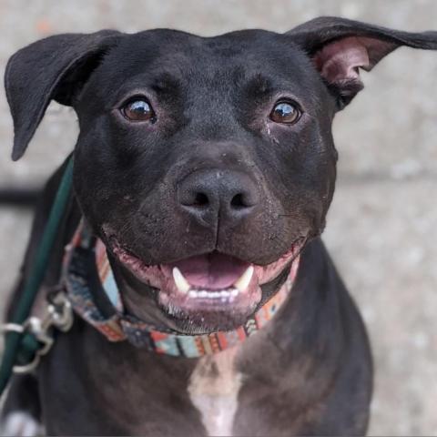 Genesis, an adoptable Pit Bull Terrier in Wichita, KS, 67278 | Photo Image 1