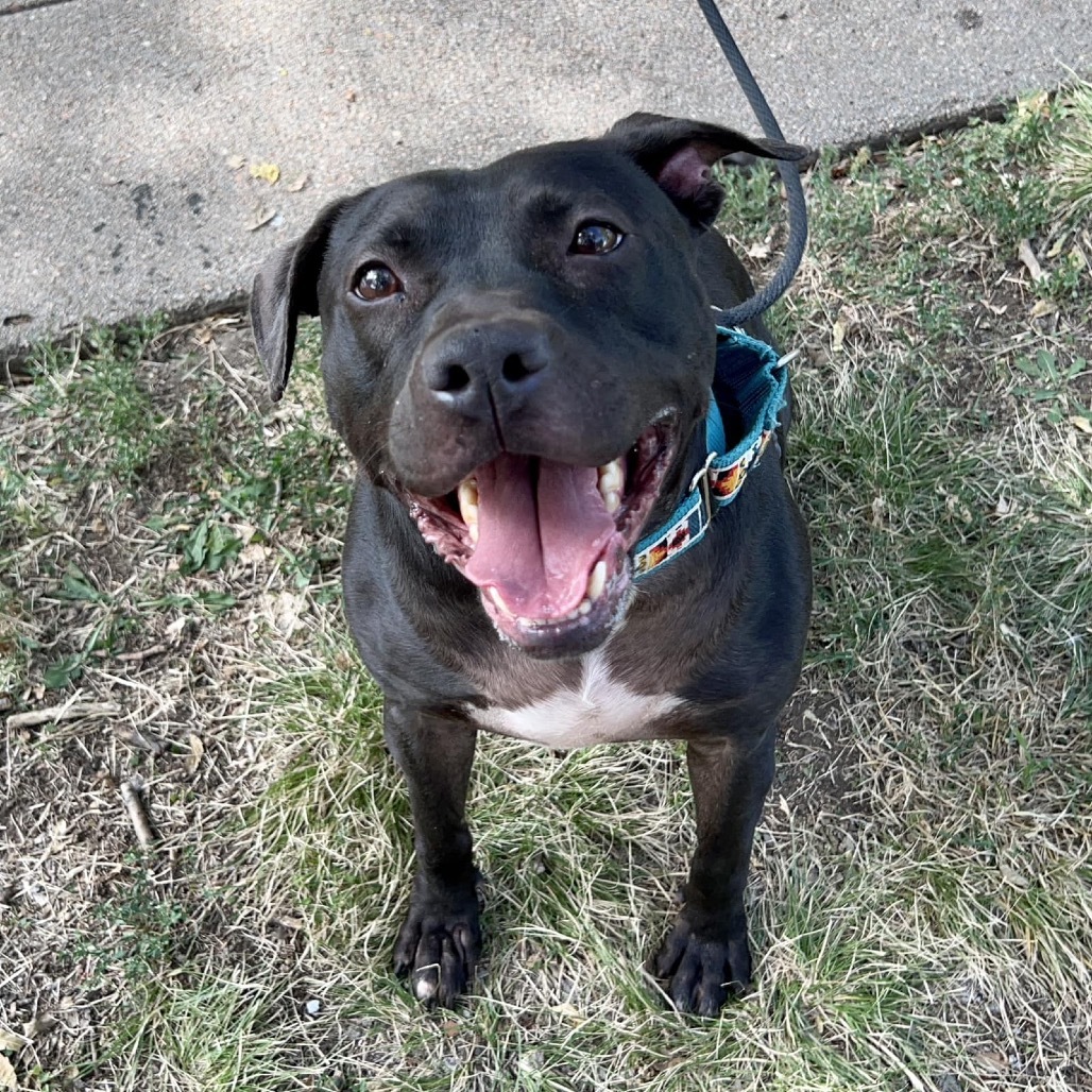 Genesis, an adoptable Pit Bull Terrier in Wichita, KS, 67278 | Photo Image 1