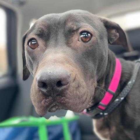 Genesis, an adoptable Pit Bull Terrier in Wichita, KS, 67278 | Photo Image 3