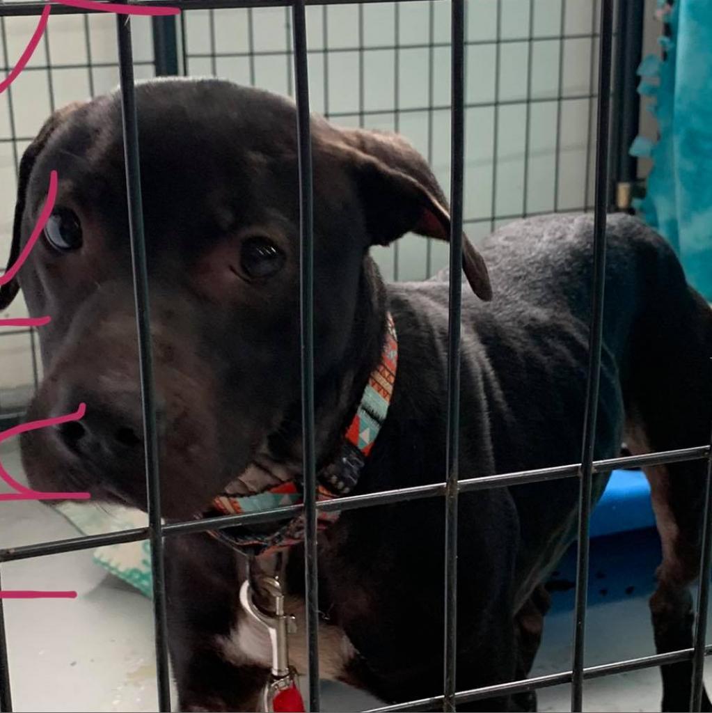 Genesis, an adoptable Pit Bull Terrier in Wichita, KS, 67278 | Photo Image 4