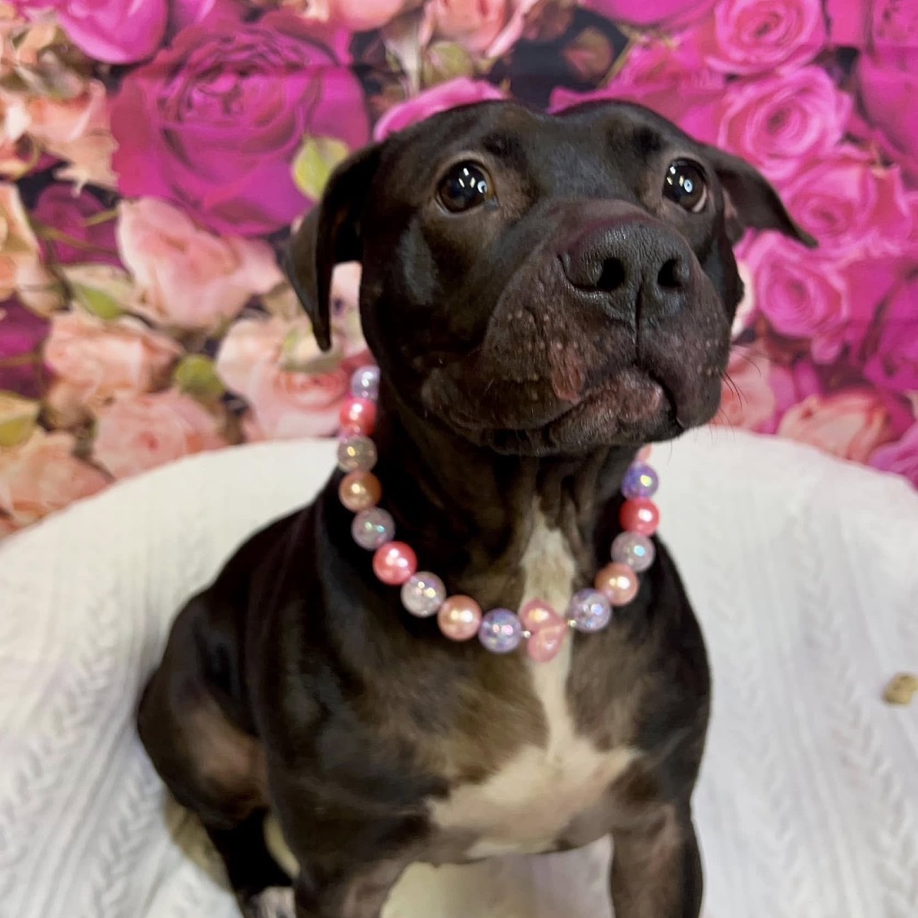 Genesis, an adoptable Pit Bull Terrier in Wichita, KS, 67278 | Photo Image 5