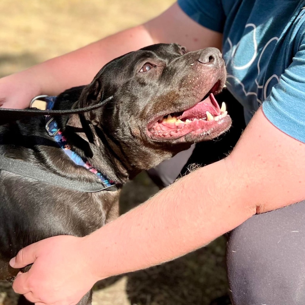 Genesis, an adoptable Pit Bull Terrier in Wichita, KS, 67278 | Photo Image 6