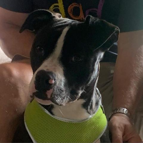 Ruby, an adoptable Pit Bull Terrier in Wichita, KS, 67278 | Photo Image 1