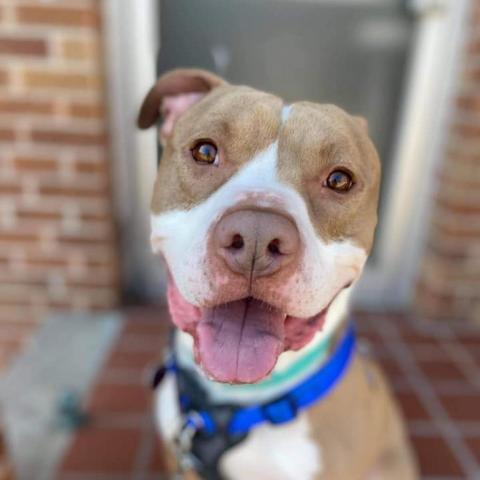 Rudolph, an adoptable Pit Bull Terrier in Wichita, KS, 67278 | Photo Image 1