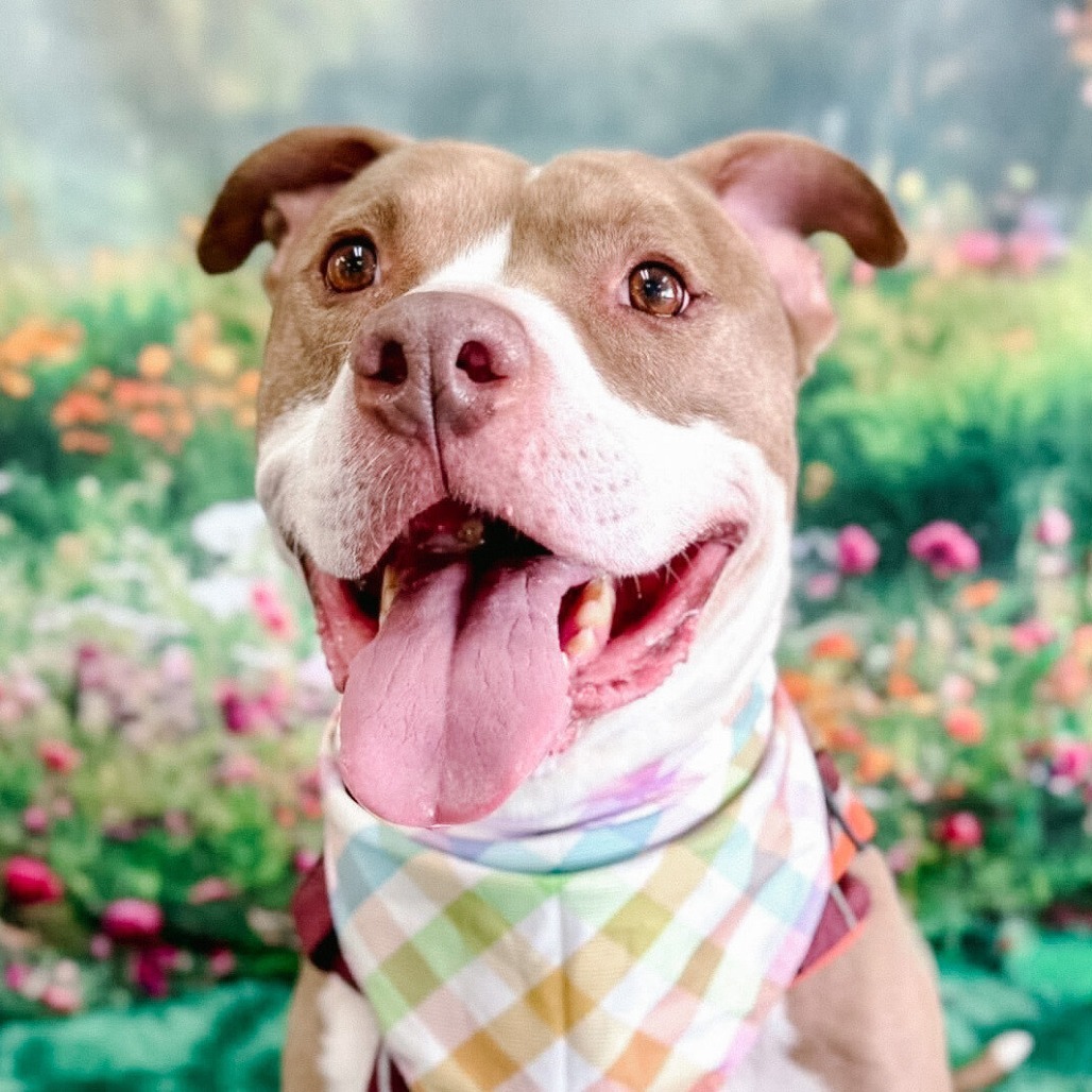 Rudolph, an adoptable Pit Bull Terrier in Wichita, KS, 67278 | Photo Image 1