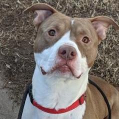 Rudolph, an adoptable Pit Bull Terrier in Wichita, KS, 67278 | Photo Image 3