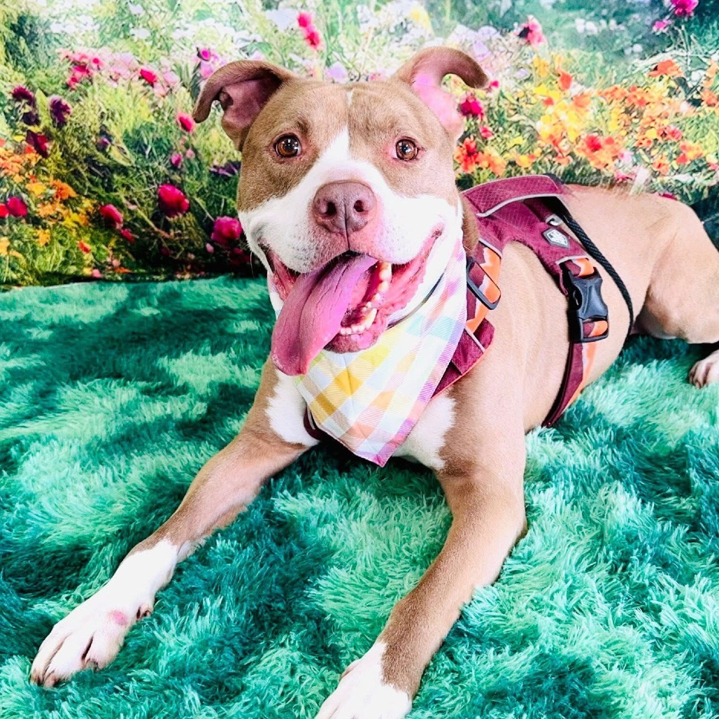 Rudolph, an adoptable Pit Bull Terrier in Wichita, KS, 67278 | Photo Image 5