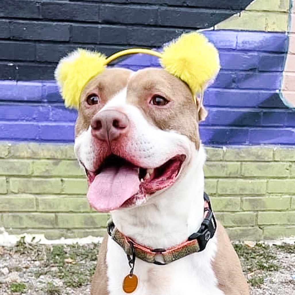 Rudolph, an adoptable Pit Bull Terrier in Wichita, KS, 67278 | Photo Image 6