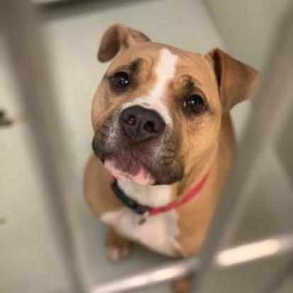 Tate, an adoptable Pit Bull Terrier in Wichita, KS, 67278 | Photo Image 1