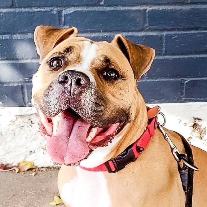 Tate, an adoptable Pit Bull Terrier in Wichita, KS, 67278 | Photo Image 1