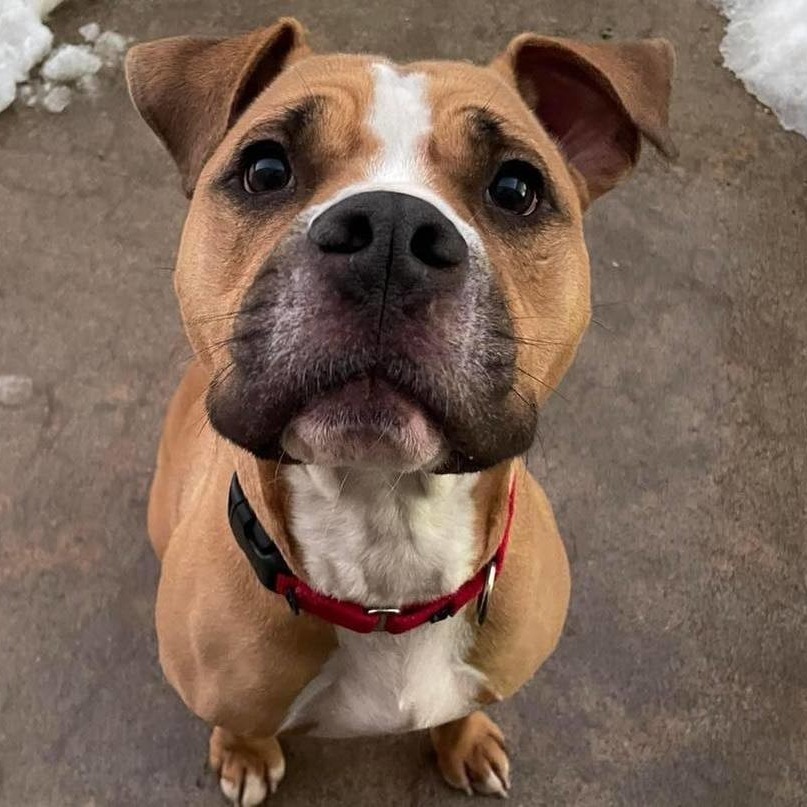 Tate, an adoptable Pit Bull Terrier in Wichita, KS, 67278 | Photo Image 3