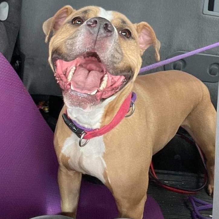 Tate, an adoptable Pit Bull Terrier in Wichita, KS, 67278 | Photo Image 4