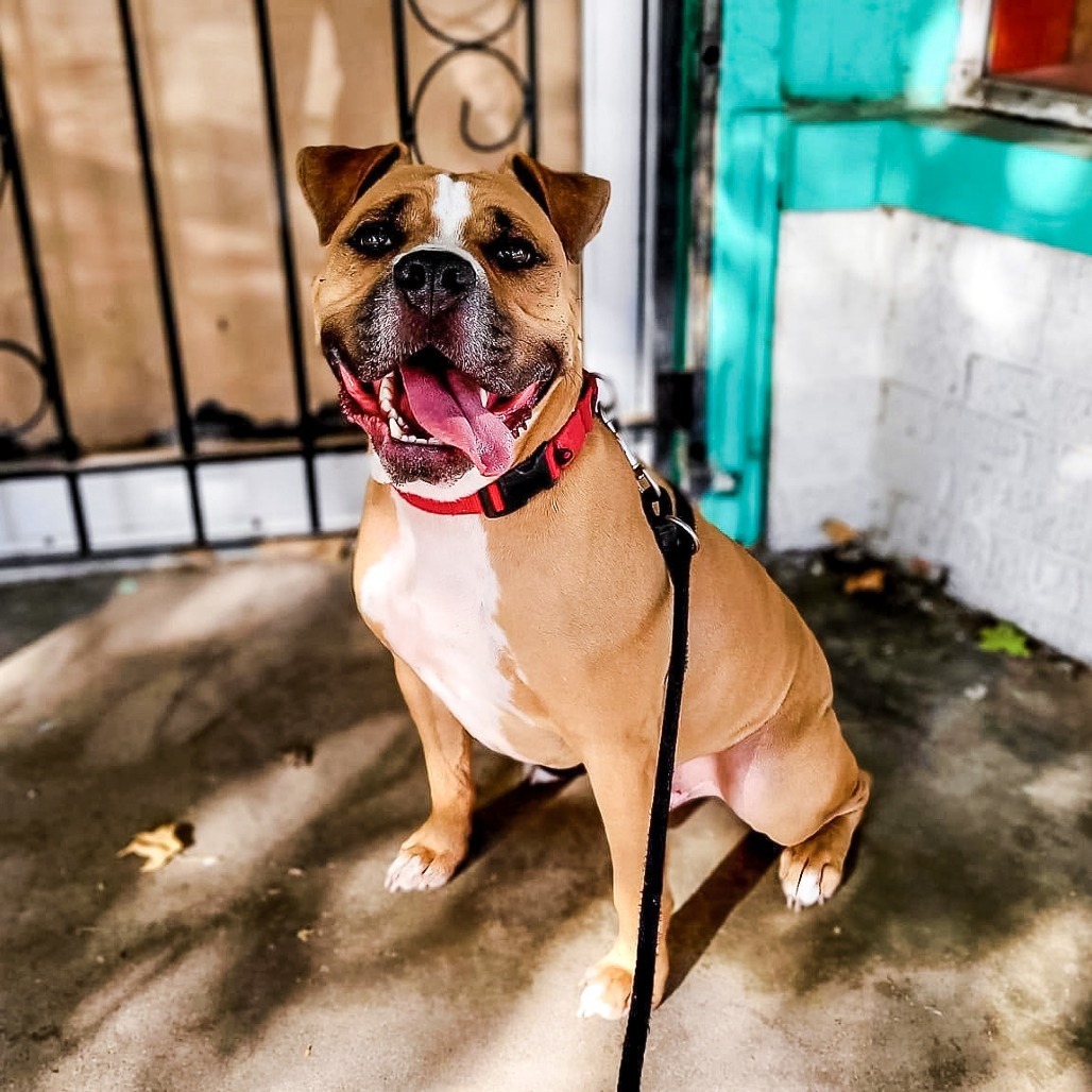 Tate, an adoptable Pit Bull Terrier in Wichita, KS, 67278 | Photo Image 5