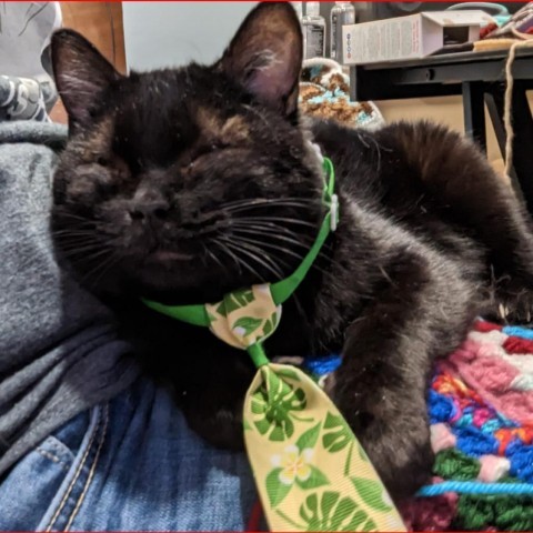 Mr Black, an adoptable Domestic Short Hair in Wichita, KS, 67278 | Photo Image 1