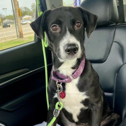 Spidey, an adoptable Border Collie, Mixed Breed in Wichita, KS, 67278 | Photo Image 1