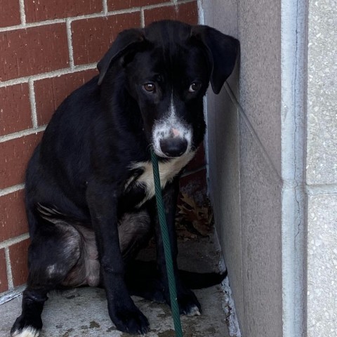 Spidey, an adoptable Border Collie, Mixed Breed in Wichita, KS, 67278 | Photo Image 2