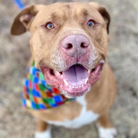 Kobe, an adoptable Pit Bull Terrier in Wichita, KS, 67278 | Photo Image 1