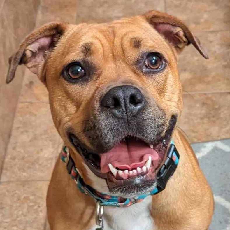 Birgitte, an adoptable Pit Bull Terrier in Wichita, KS, 67278 | Photo Image 1