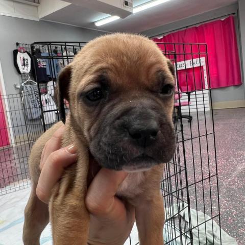 Birgitte, an adoptable Pit Bull Terrier in Wichita, KS, 67278 | Photo Image 2