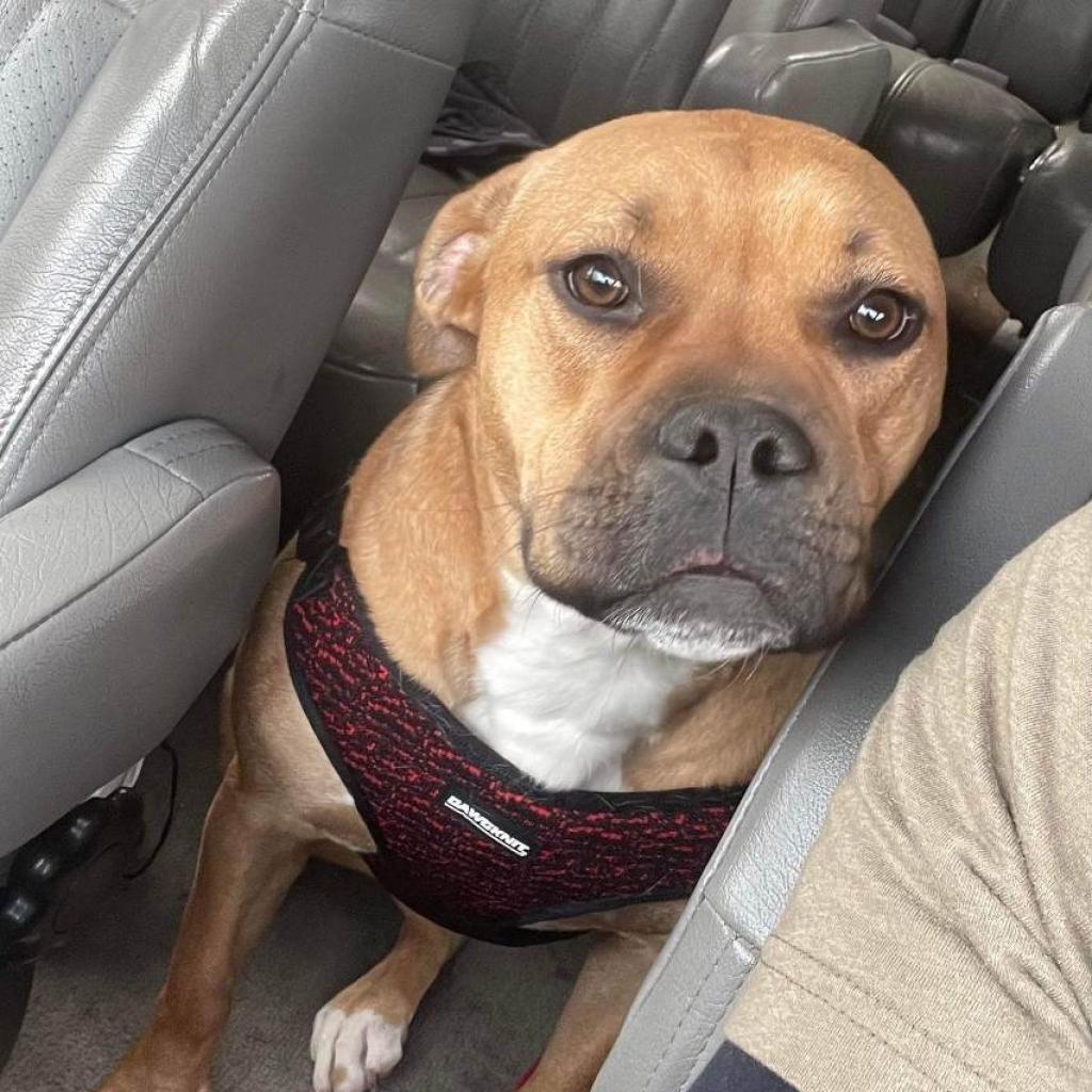 Birgitte, an adoptable Pit Bull Terrier in Wichita, KS, 67278 | Photo Image 2