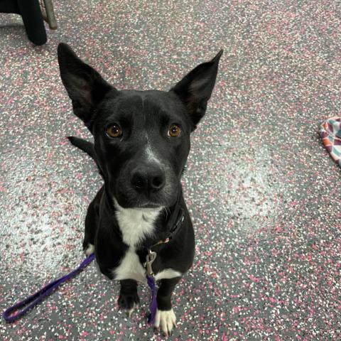 Brynne, an adoptable Border Collie, Shepherd in Wichita, KS, 67278 | Photo Image 1