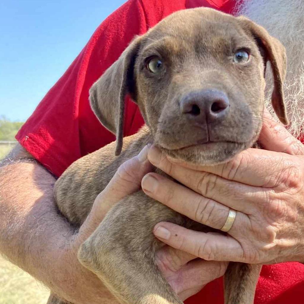 Chief, an adoptable Pit Bull Terrier in Wichita, KS, 67278 | Photo Image 1