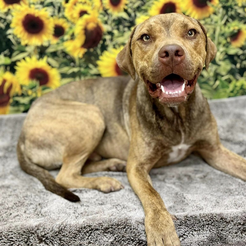 Chief, an adoptable Pit Bull Terrier in Wichita, KS, 67278 | Photo Image 1