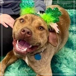 Chief, an adoptable Pit Bull Terrier in Wichita, KS, 67278 | Photo Image 3